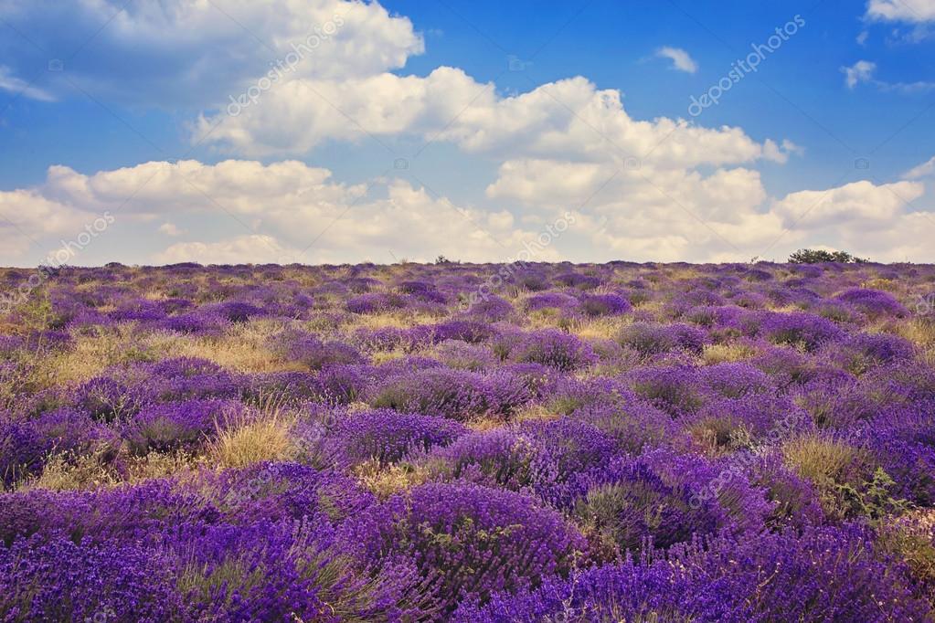 Lavender wild fields Stock Photo by ©Elena Schweitzer 99342642
