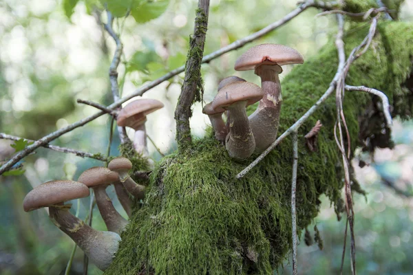 Paddenstoelen op een boom — Stockfoto