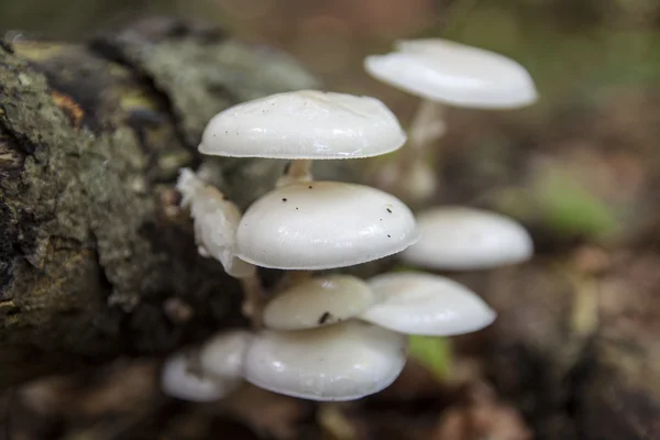 Фарфоровые грибы — стоковое фото