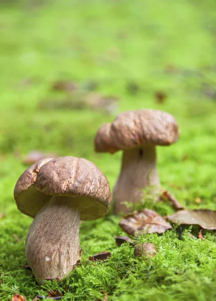 Paddenstoel in het mos — Stockfoto