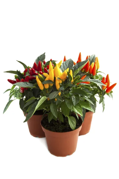 Mixed pepper plants — Stock Photo, Image