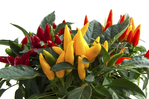 Mixed pepper plants — Stock Photo, Image