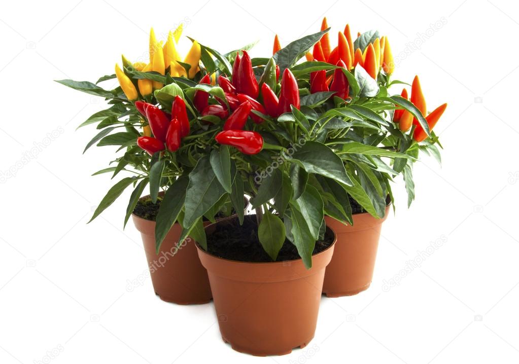 Mixed pepper plants