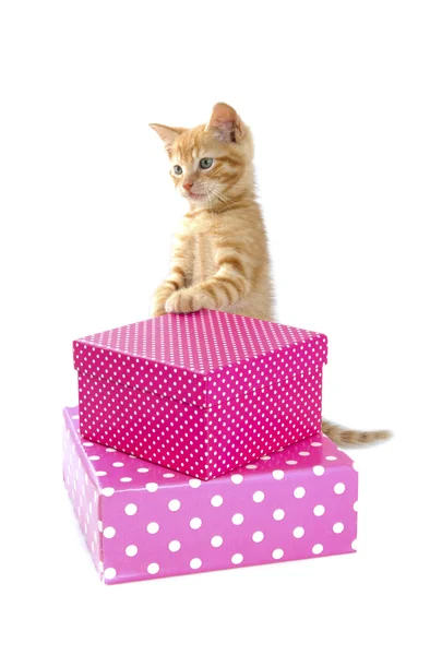 Kitten gift — Stock Photo, Image