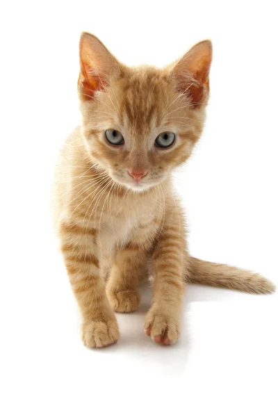 Adorable kitten — Stock Photo, Image