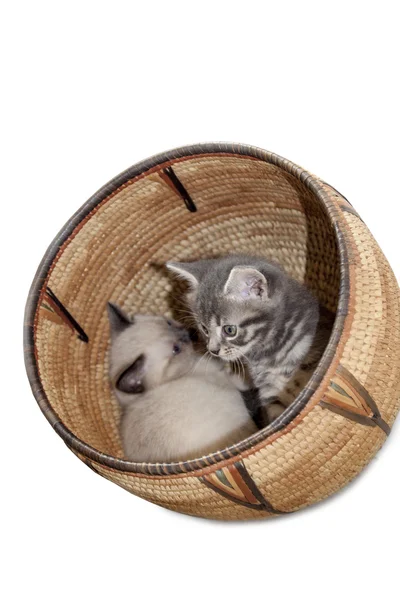 Chatons dans le panier — Photo