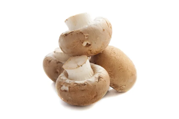 Funghi freschi — Foto Stock