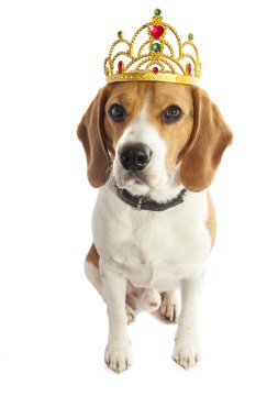 Beagle Kral