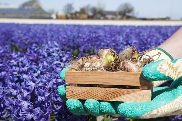 Лампочки для цветов
