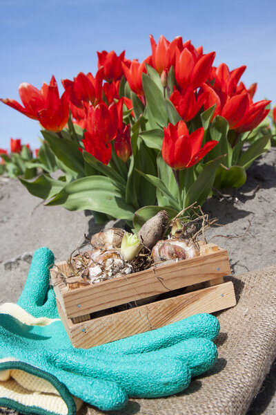 Садоводство