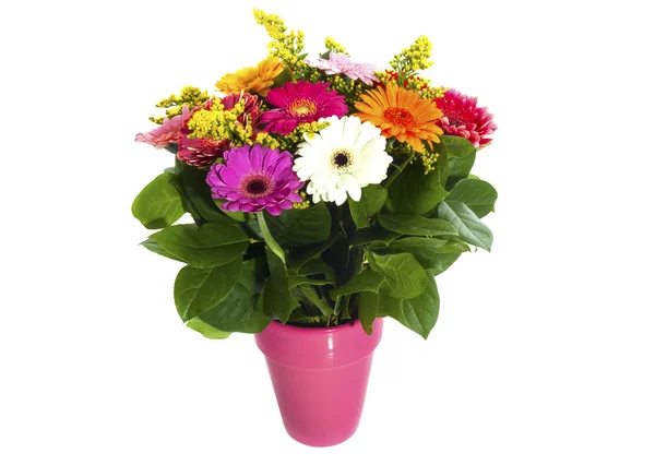 Gerbera gift — Stock Photo, Image