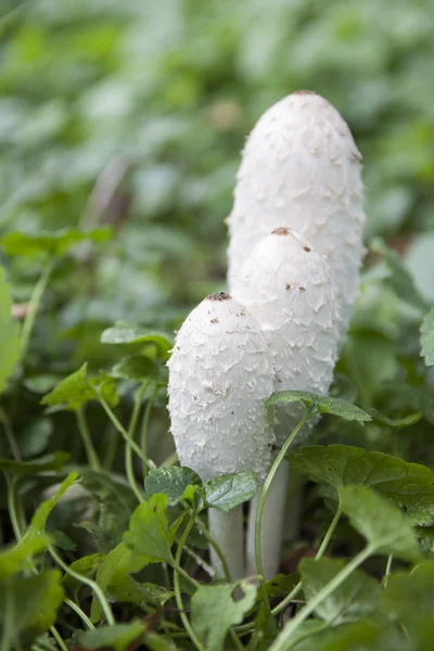 Coprinus comatus — стоковое фото