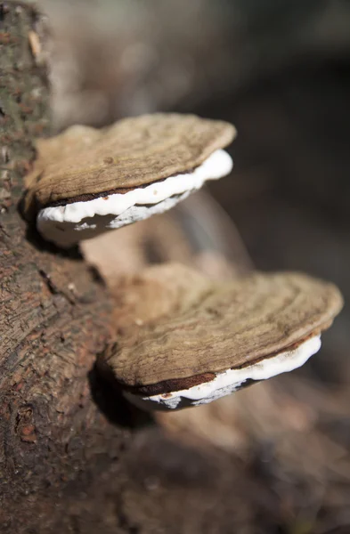 Champiñones en un árbol — Foto de Stock