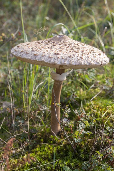 大阳伞蘑菇 — 图库照片