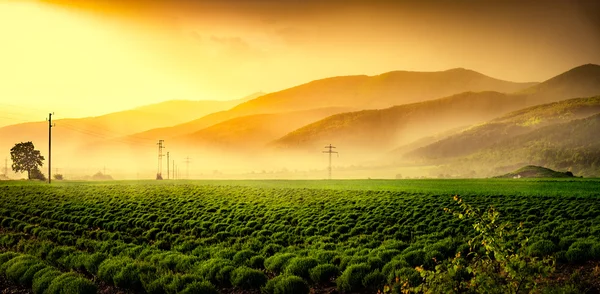 Mooie groene veld in mist bij zonsondergang. — Stockfoto