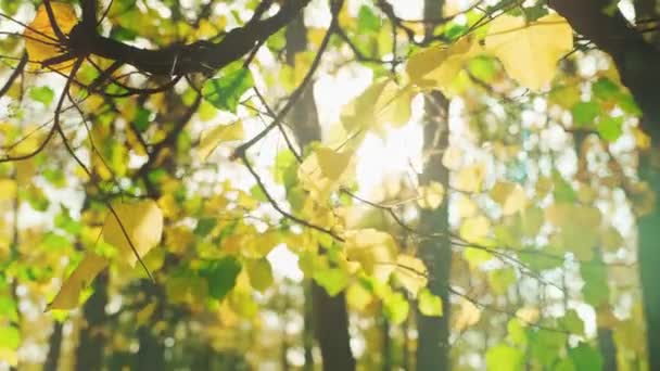 Όμορφες ακτίνες του ήλιου και ηλιακή έκλαμψη μέσα από την κορυφή των δέντρων ο ήλιος λάμπει μέσα από φύλλωμα — Αρχείο Βίντεο
