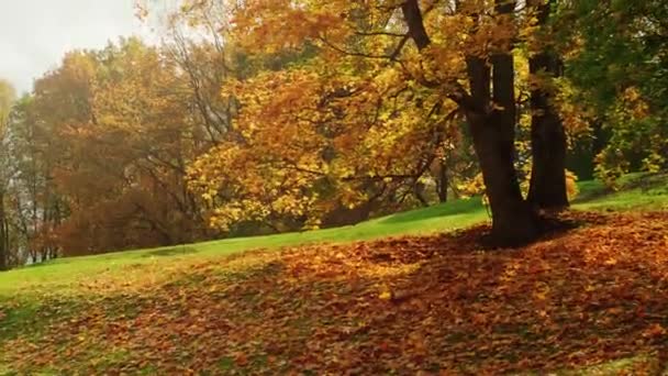 壮大な秋の木の黄金とオレンジの葉を破る太陽の光. — ストック動画