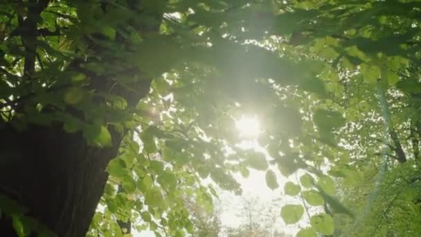 Prachtige zonnestralen en zonneschijn door de top van bomen zon schijnt door gebladerte — Stockvideo