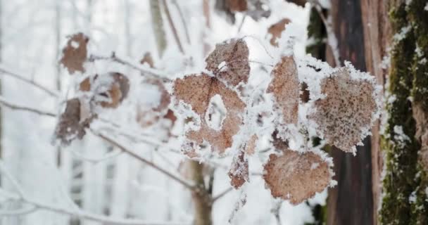 Floresta nevada e mágica no inverno. Manhã gelada. — Vídeo de Stock