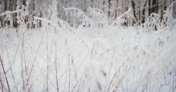Snöig och magisk skog på vintern. Frosty Morgon. — Stockvideo