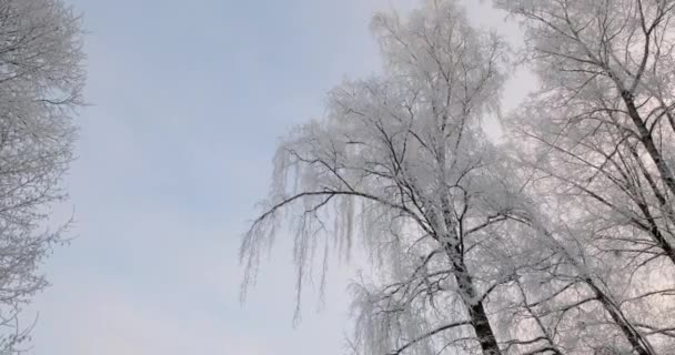 Forêt enneigée et magique en hiver. Matin givré. — Video