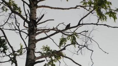 Ağaçta oturan siyah kuzgunlar. Ağacın dallarında oturan kargalar