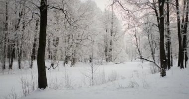 Kışın Karlı ve Büyülü Orman. Buz gibi Sabah.