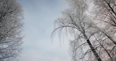 Kışın Karlı ve Büyülü Orman. Buz gibi Sabah.