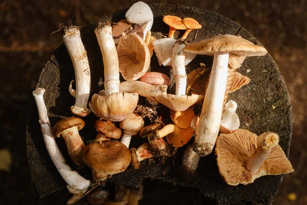 Des Champignons Frais Variés Sur Une Souche Dans Forêt Automne — Photo