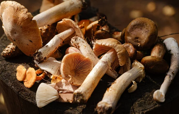 Des Champignons Frais Variés Sur Une Souche Dans Forêt Automne — Photo