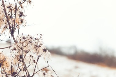 Kış manzara şubesine dryed güzel yumuşak fotoğraf
