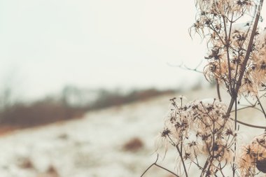 Kış manzara şubesine dryed güzel yumuşak fotoğraf