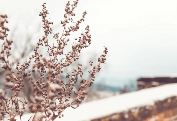 Kış manzara şubesine dryed güzel yumuşak fotoğraf — Stok fotoğraf