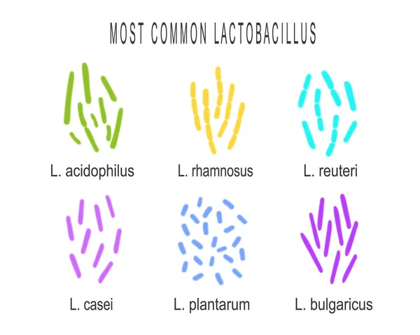 Typ bakterii Lactobacillus ustawiony. Grupa bakterii kwasu mlekowego. Mikroorganizmy pod mikroskopem izolowane na białym tle. Ilustracja wektora — Wektor stockowy