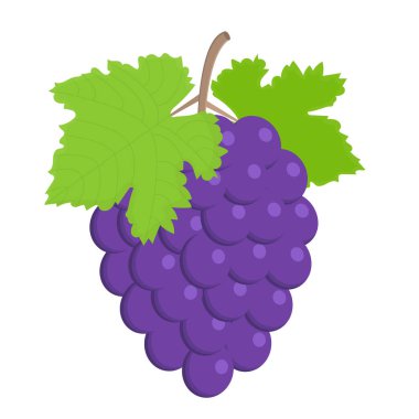 Yapraklı mor şarap üzümleri. Vektör düz resimleme