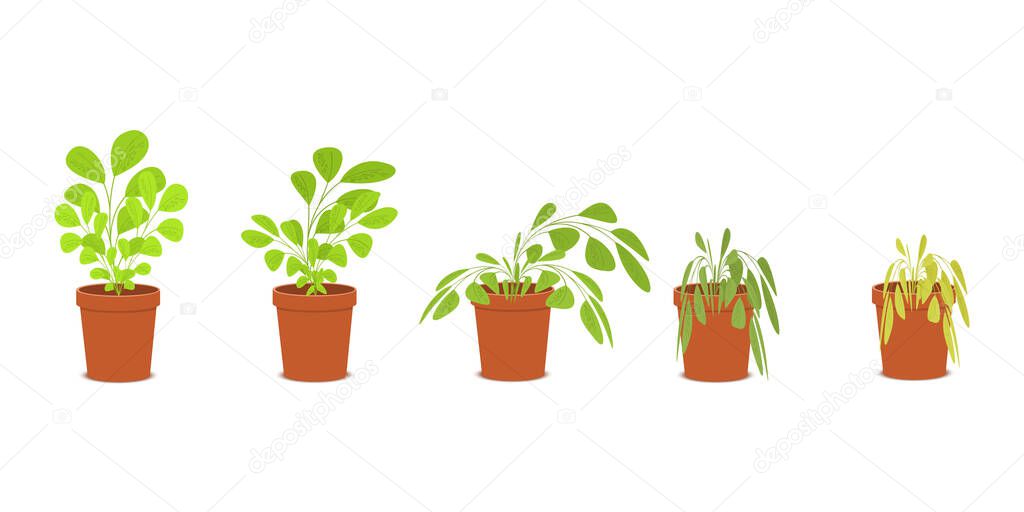 Phases of plant withering. Blossom and wilt flowers in the pots. Houseplant dying without care and watering. Vector flat cartoon illustration
