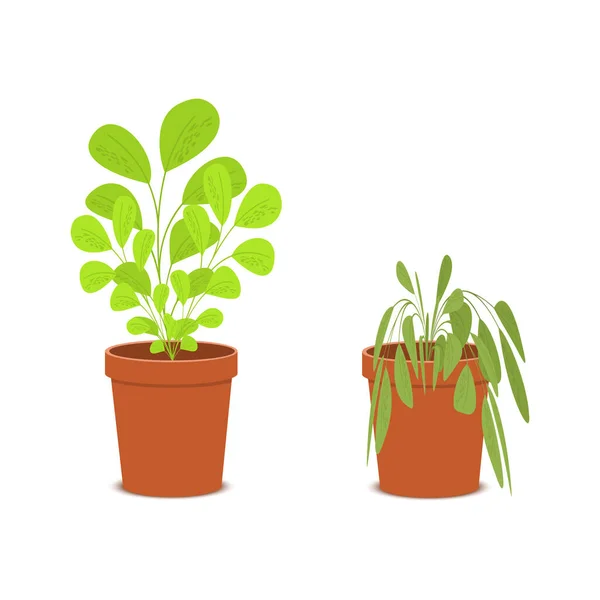 Plant withering. Blossom and wilt flowers in the pots. Houseplant dying without care and watering. Vector flat cartoon illustration