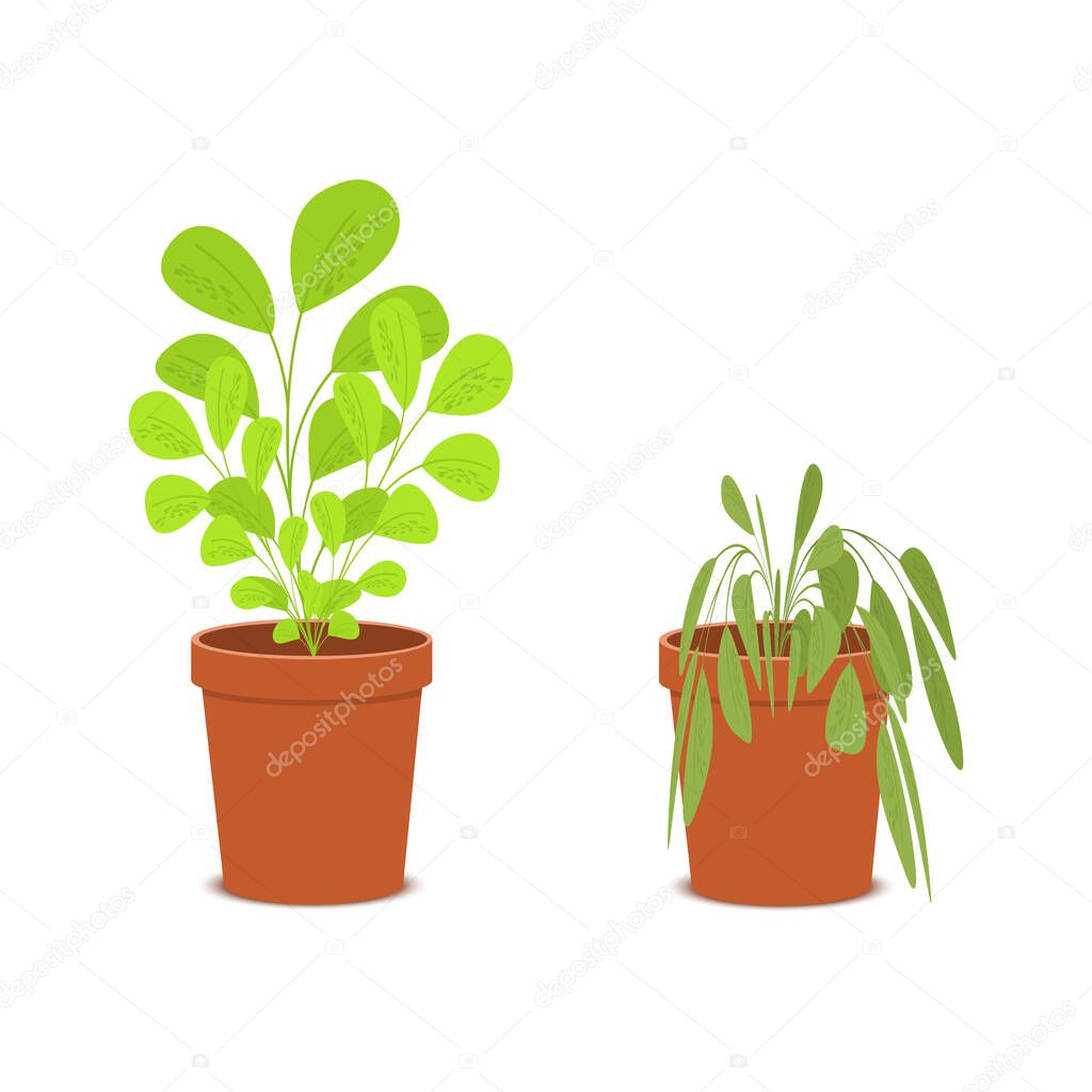 Plant withering. Blossom and wilt flowers in the pots. Houseplant dying without care and watering. Vector flat cartoon illustration