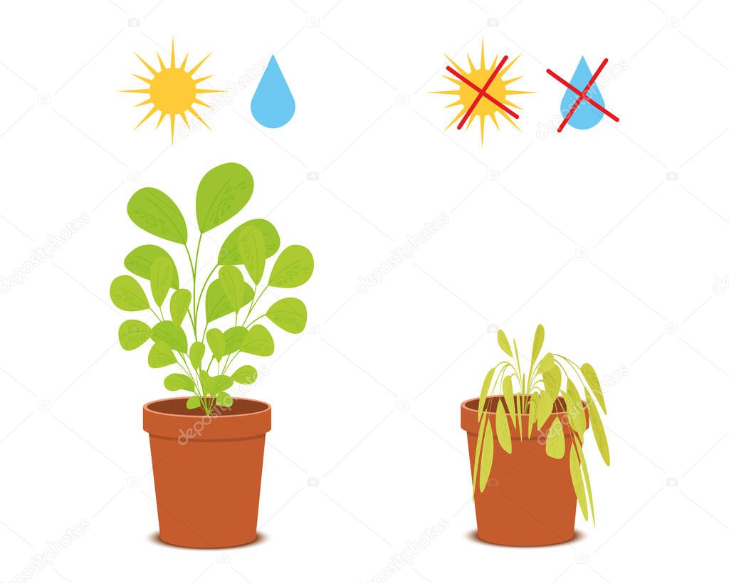 Potted blossom plant with watering and sunlight symbols vs wilted flower without care. Houseplant growing and dying. Vector flat illustration