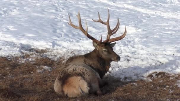 Stolzes Edelhirschmännchen Winterlichen Schneefeld Rehe Liegen Auf Einem Verschneiten Feld — Stockvideo