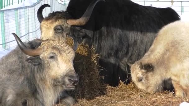 野生のヤクの牛の家族干し草を食べる ヤクの子牛 — ストック動画