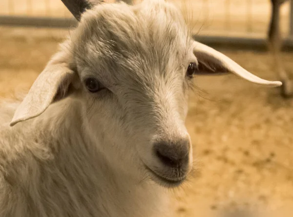 Una Mirada Inteligente Cabra Blanca Mira Cámara —  Fotos de Stock