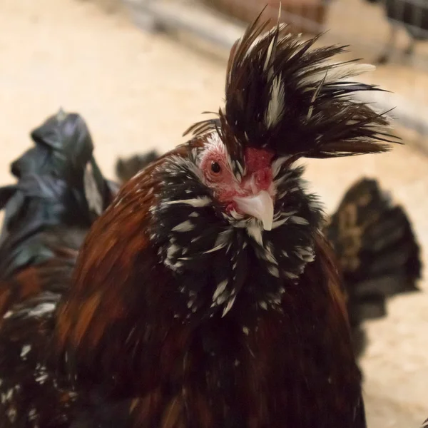 Portrait Rooster Polverara Crested Hens — Stockfoto