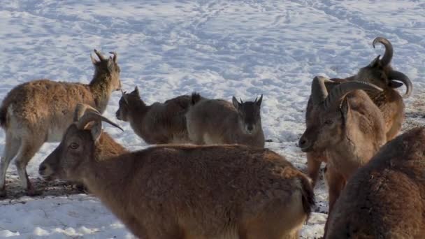 Group Young Mountain Sheep Graze Snow Covered Forest Meadow — Stockvideo