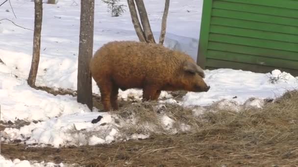 Венгерская Мангалица Порода Свиней Пасущаяся Зимнем Лесу — стоковое видео
