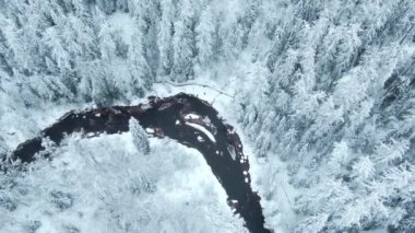 Parktaki karlı ladin ormanı