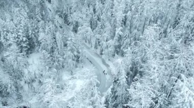 Karla kaplı orman ve donmuş nehir