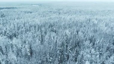 Kış ormanı manzarası, hava manzarası