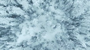 Üst hava manzaralı insanlar daha geniş karlı ormanlarda yürür.