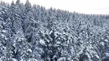 Karlı çam ağaçlarının hava görüntüleri.